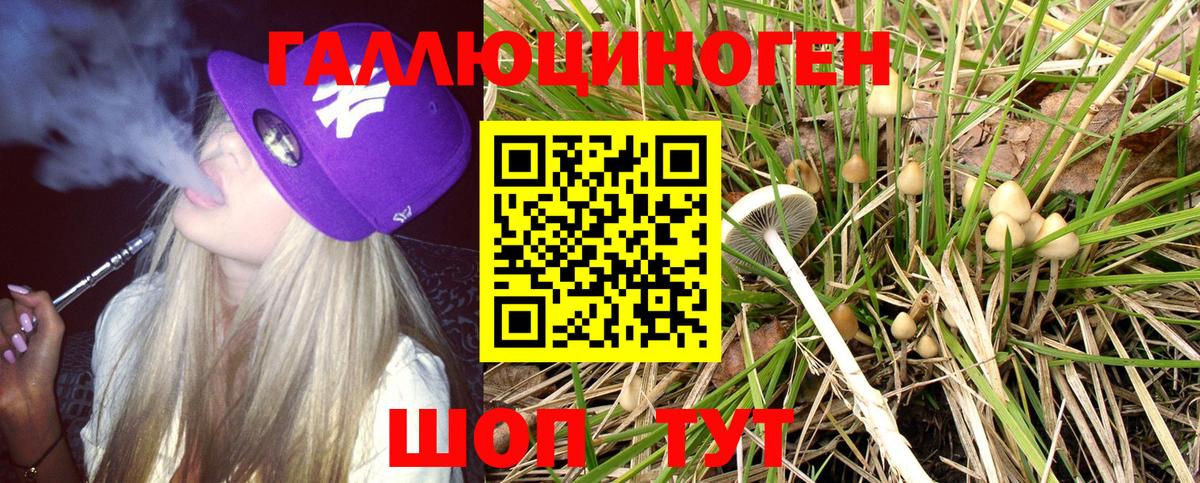 Галлюциногенные грибы Psilocybe Гатчина